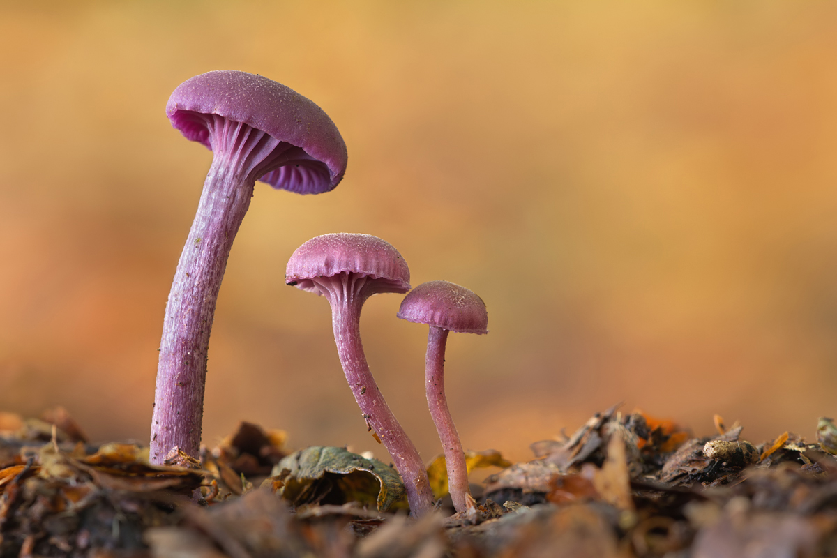 Amethyst Deceiver 5